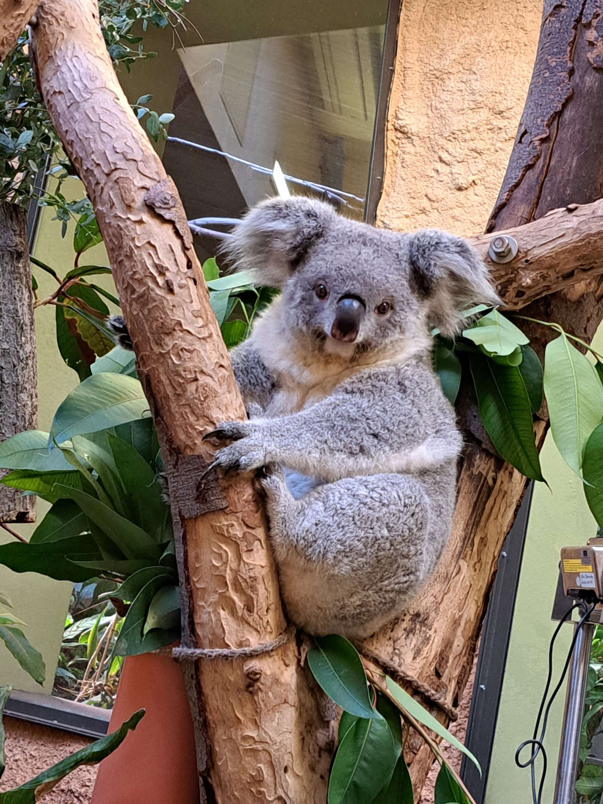 Ein Koala klammert sich an einen Eukalyptusbaum und schaut direkt in die Kamera, umgeben von grünen Blättern.