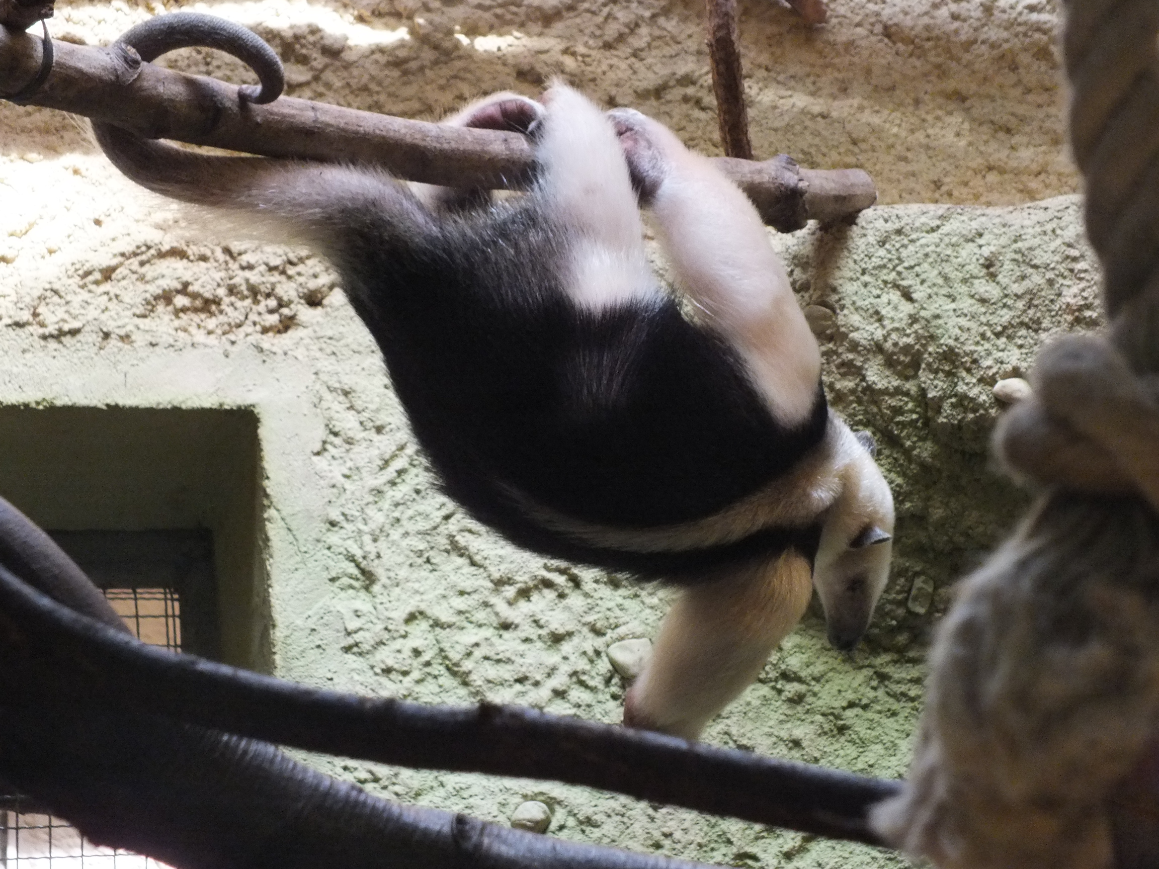 Tamandua hängt kopfüber an einem Ast in einem Zoogehege mit sandigen Wänden.