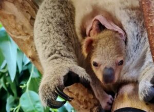 Koala-Jungtier kuschelt sich an seine Mutter, die auf einem Ast sitzt, umgeben von grünen Blättern.