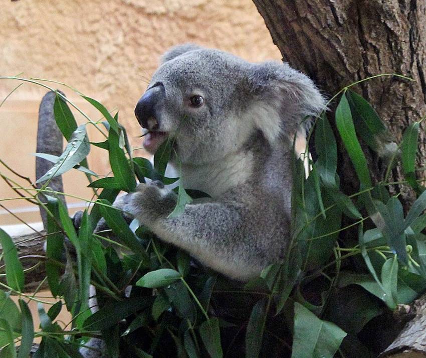 Koala sitzt zwischen Eukalyptusblättern an einem Baum und knabbert an einem Blatt.