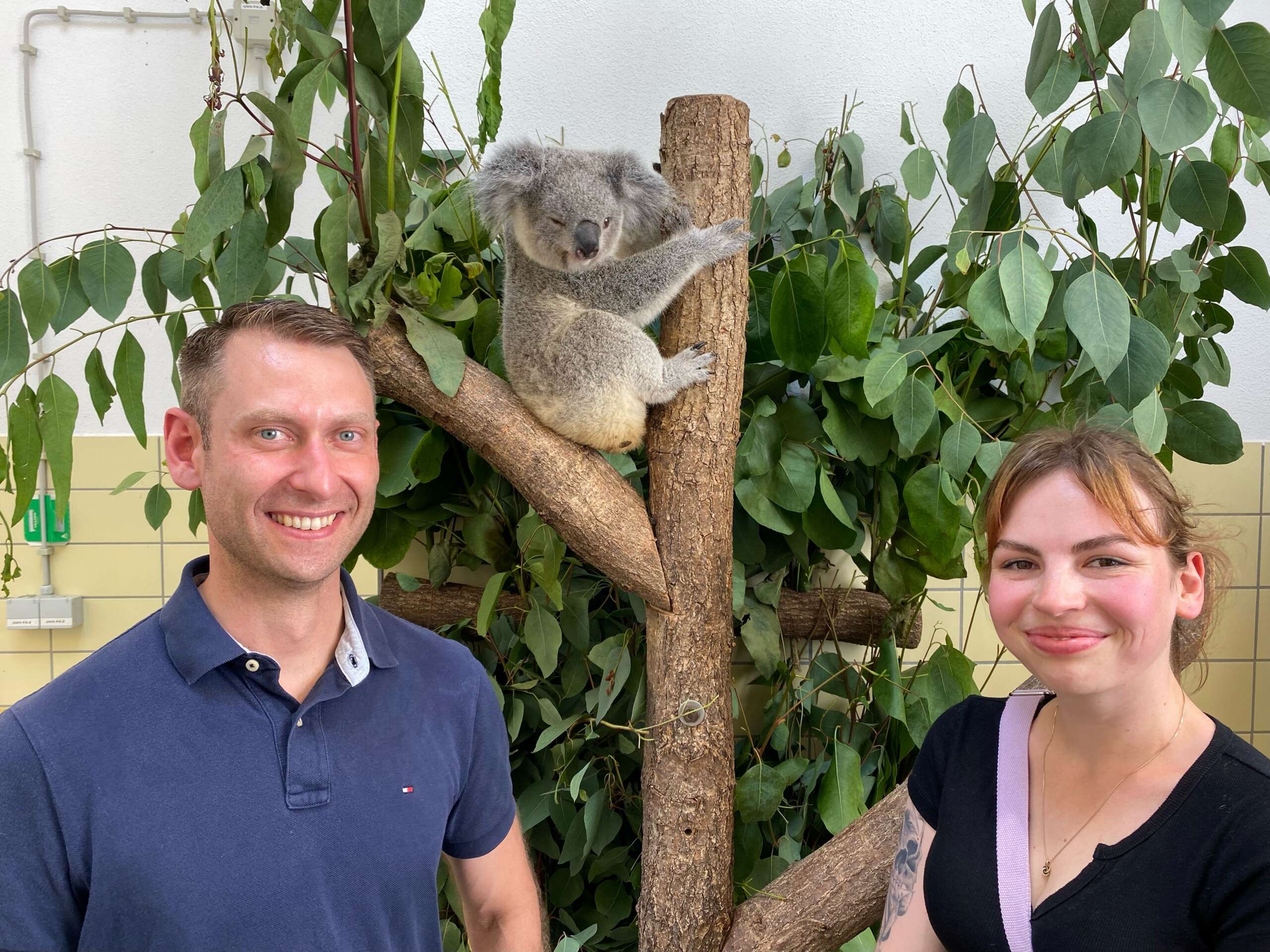 Mann und Frau lächeln vor einem Koala, der auf einem Eukalyptusbaum in einem Zoo sitzt.