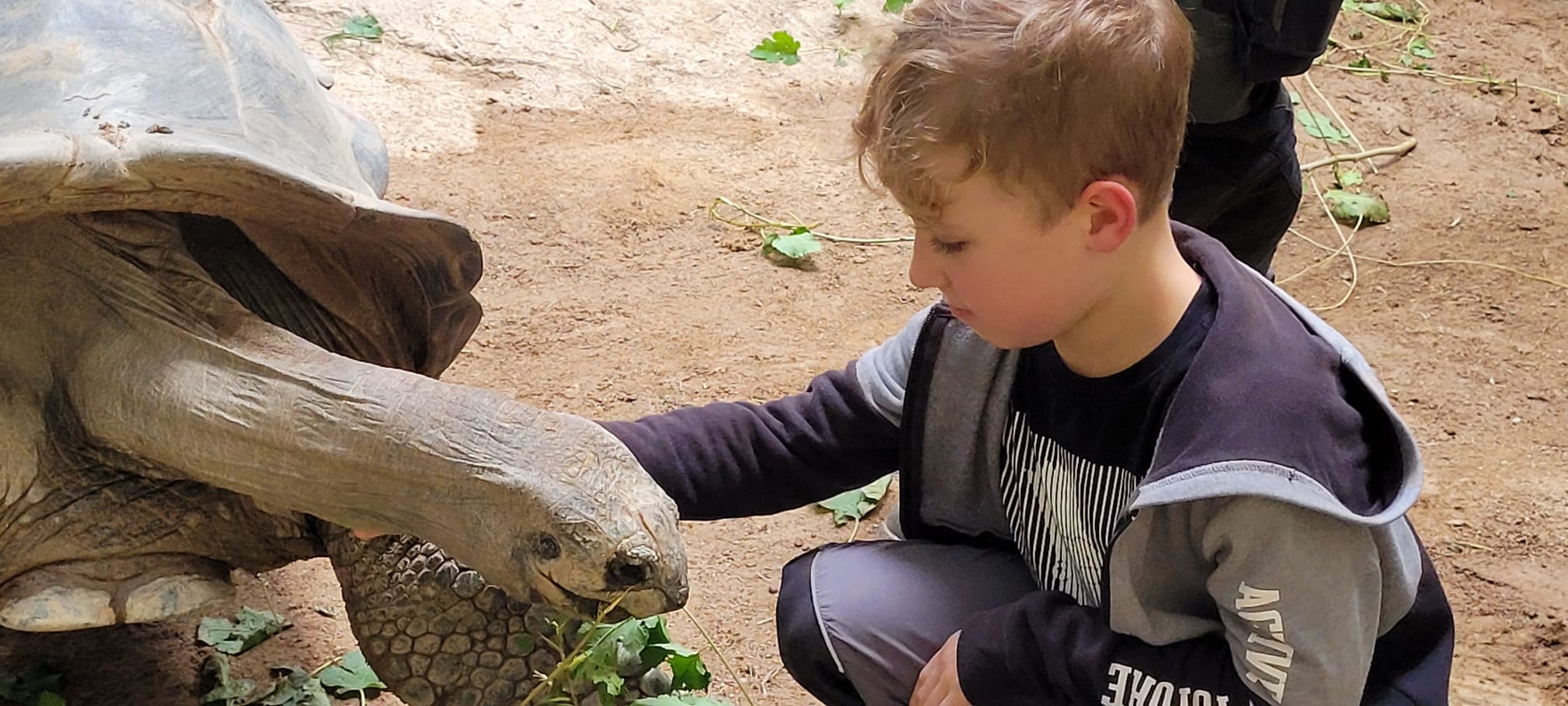 Junge hockt vor einer großen Schildkröte und streichelt ihren ausgestreckten Kopf im Zoo.