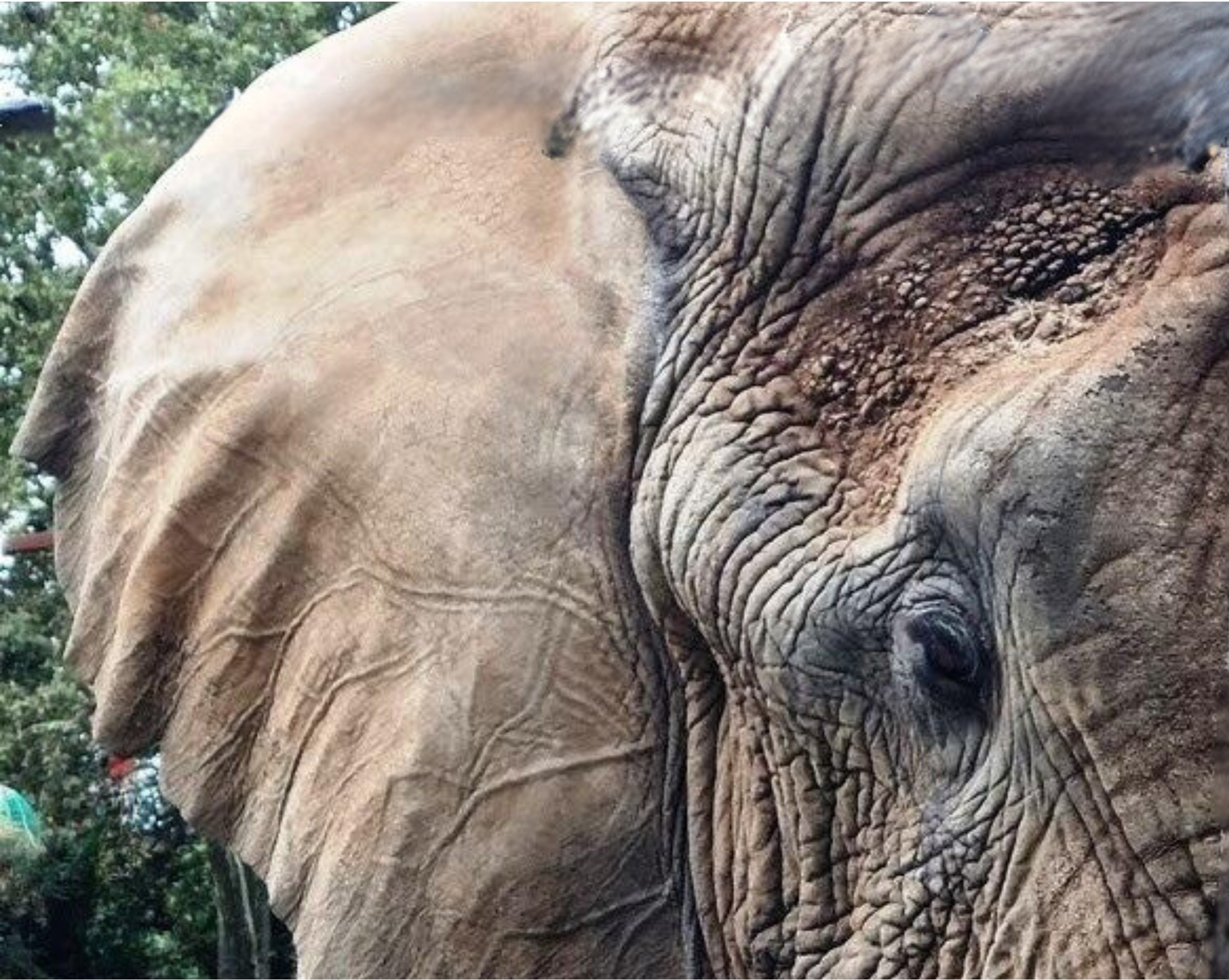 Nahaufnahme eines Elefantenkopfes mit faltiger Haut, sichtbarem Auge und großem Ohr