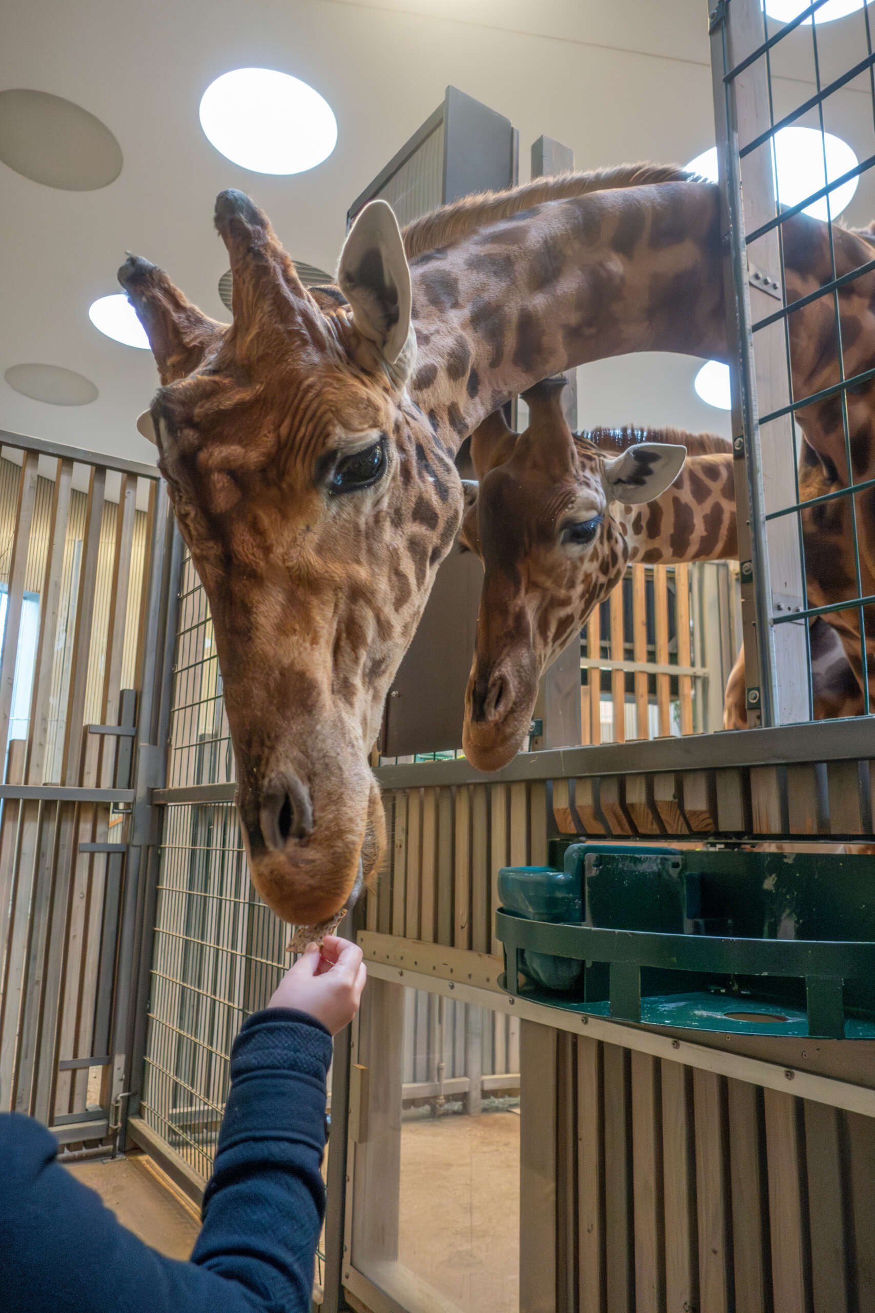 Zwei Giraffen strecken ihre Köpfe durch ein Gehegegitter, während eine Hand ihnen Futter reicht.
