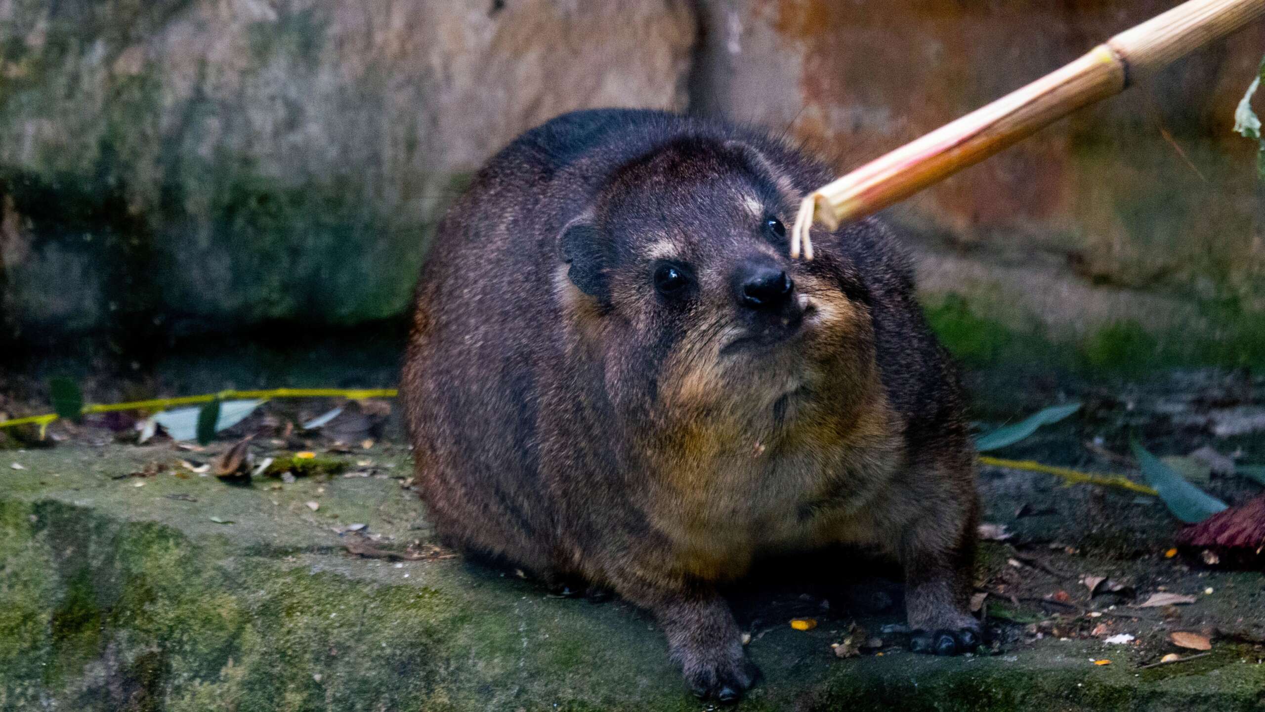 Kleines, rundliches Hyrax-Tier sitzt auf moosigem Felsen und beschnuppert einen Bambusstab.