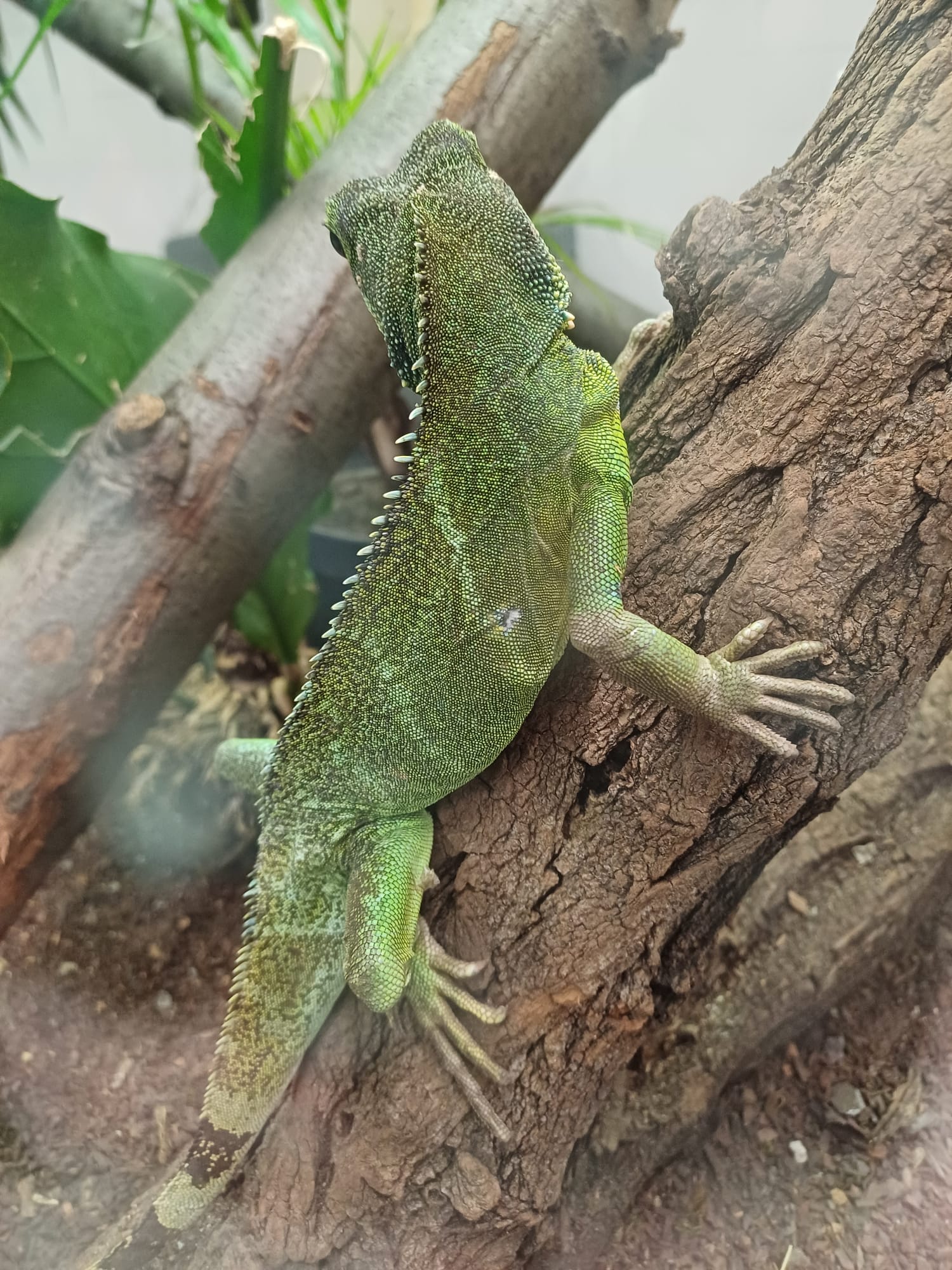Grüne Wasseragame klettert auf einem Ast in einem Terrarium mit Pflanzen im Hintergrund.