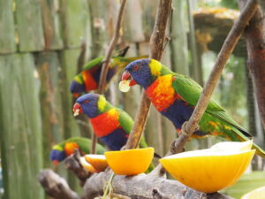 Mehrere bunte Regenbogenlori-Papageien fressen Orangenscheiben von einem Ast in einem Gehege.