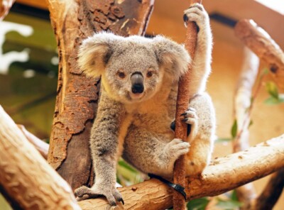 Junger Koala klettert auf Ästen eines Baumes und schaut neugierig in die Kamera
