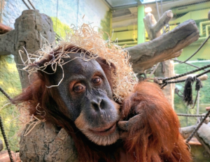 Orang-Utan mit Stroh auf dem Kopf lehnt verspielt an einem Ast in einem Zoogehege.
