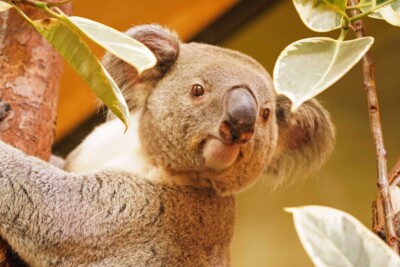 Koala klettert auf einem Ast zwischen grünen Eukalyptusblättern und schaut neugierig in die Kamera.
