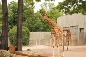 Drei Giraffen stehen in einem Zoogehege. Im Hintergrund sind Bäume, Baumstämme und ein Gebäude zu sehen.